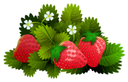 Bush of ripe strawberries
