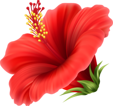 tropical scarlet flower