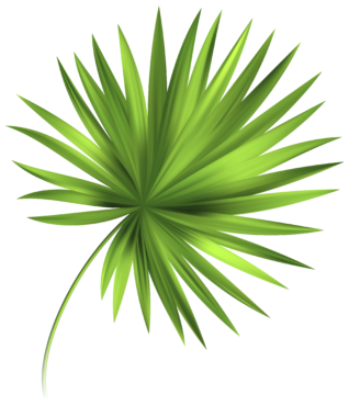 palm tree branch