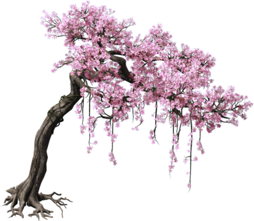 Tree, sakura