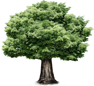 Tree oak