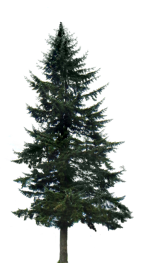 Spruce, tree