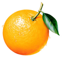 Orange, fruit, food, png
