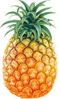Pineapple, food, png