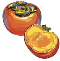 Persimmon, food, png, art,drawing