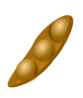 Pea