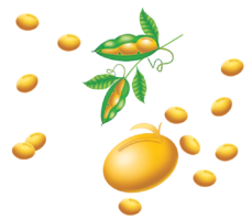 Beans, vegetables