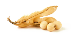 Grains, beans, vegetables, pod