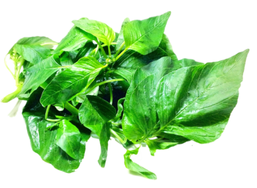 Basil leaves, greens, png