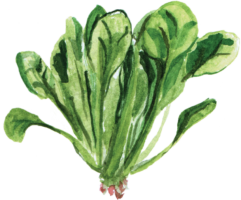 Spinach watercolor png