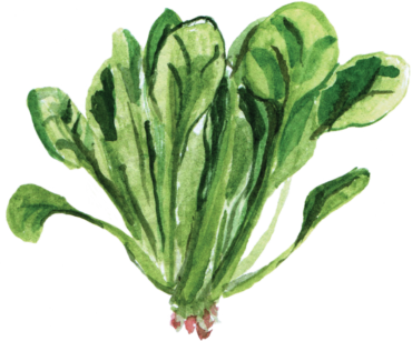 Spinach watercolor png