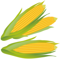 Food, corn png