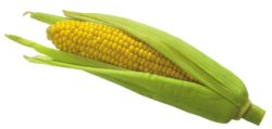 Corn cob, png