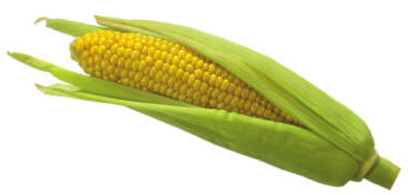Corn cob, png