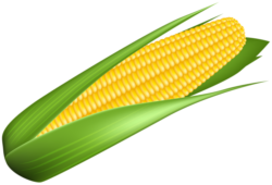 Corn, drawing, png