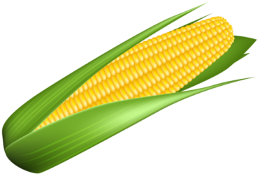 Corn, drawing, png