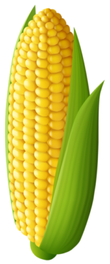 Corn, vector, png