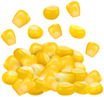 Corn, grain, png