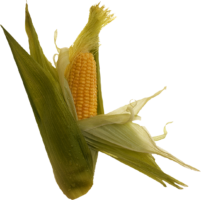 Corn, grain, plant, png