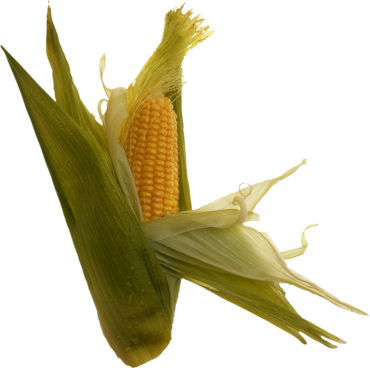 Corn, grain, plant, png