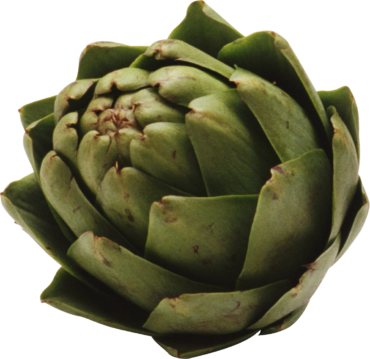 Artichoke, vegetable, plant