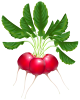 Radish