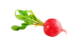 Radish, vegetable