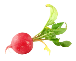 Radish, vegetable, food