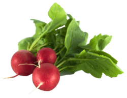A bunch of radishes