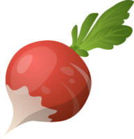 Radish, food, dinner, vegetable