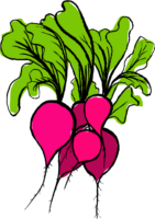 Radish, vector, clipart, art