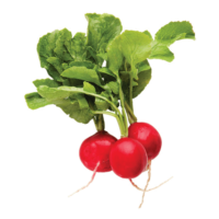 Vegetables, radishes, food