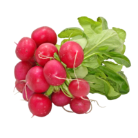 A large bunch of radishes