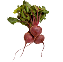 Sugar beet