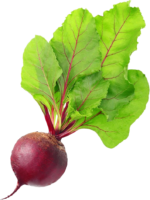 Beetroot, vegetable
