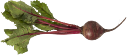Beetroot, food