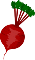Beetroot, food, vegetables