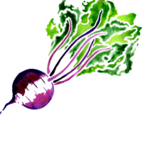 Beetroot, graphics