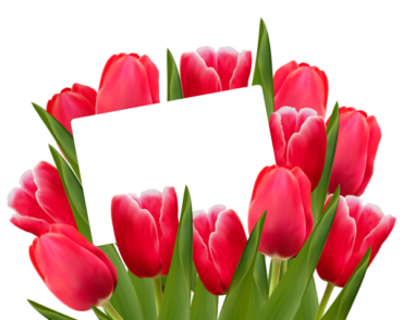 March 8, png, tulips, greetings, postcard