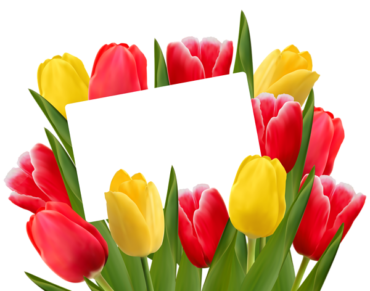 March 8, png, tulips, congratulations,