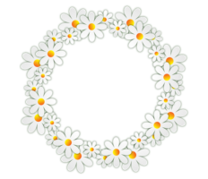 Frame of daisies , png