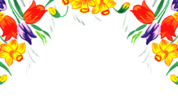 Tulip Flower-Flower Border