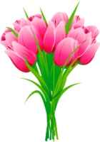 Pink tulips