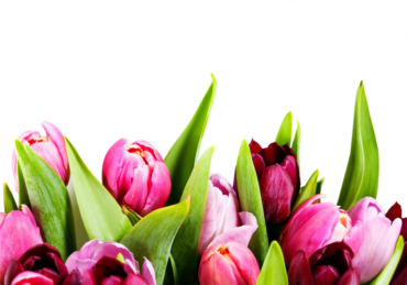 Bouquet of flowers, tulips