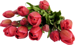 Red tulips