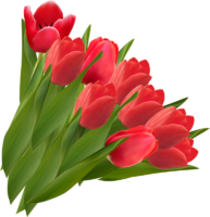 Tulips, Png