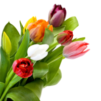 Tulips, png, flowers