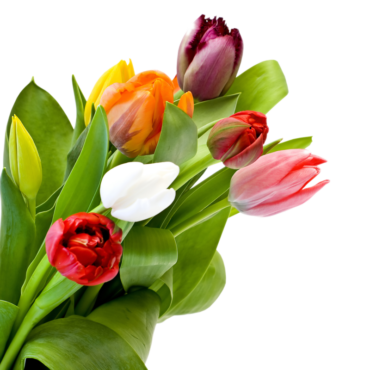 Tulips, png, flowers