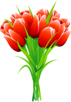 Tulips, png, red tulips