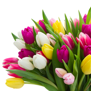 Flower, tulip, bouquet